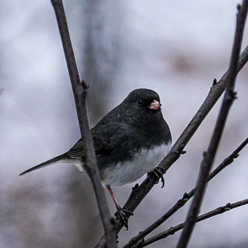 Birding at Bettman Nature Preserve