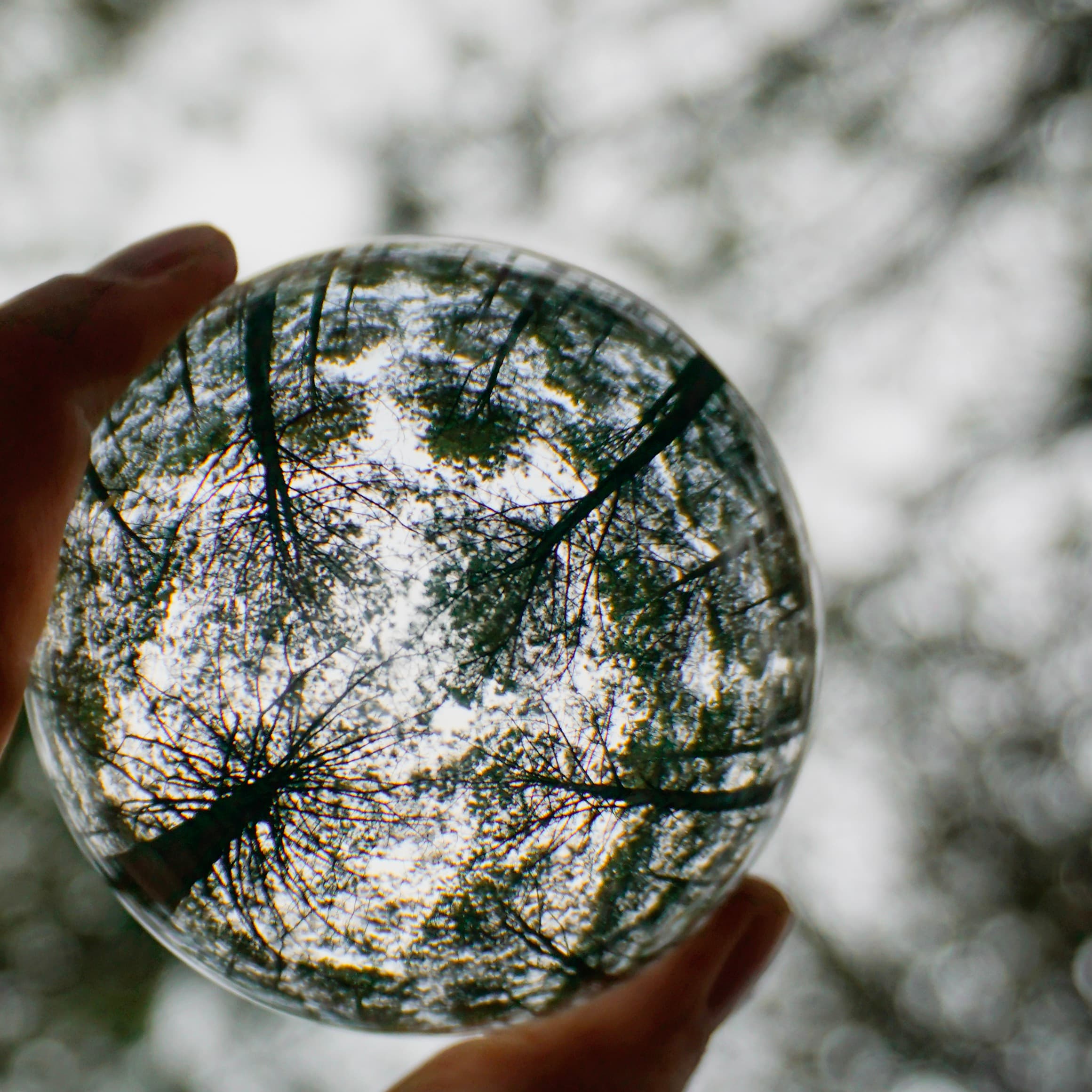 Handheld lensball photograph showing tree canopy reflections and visible fingers