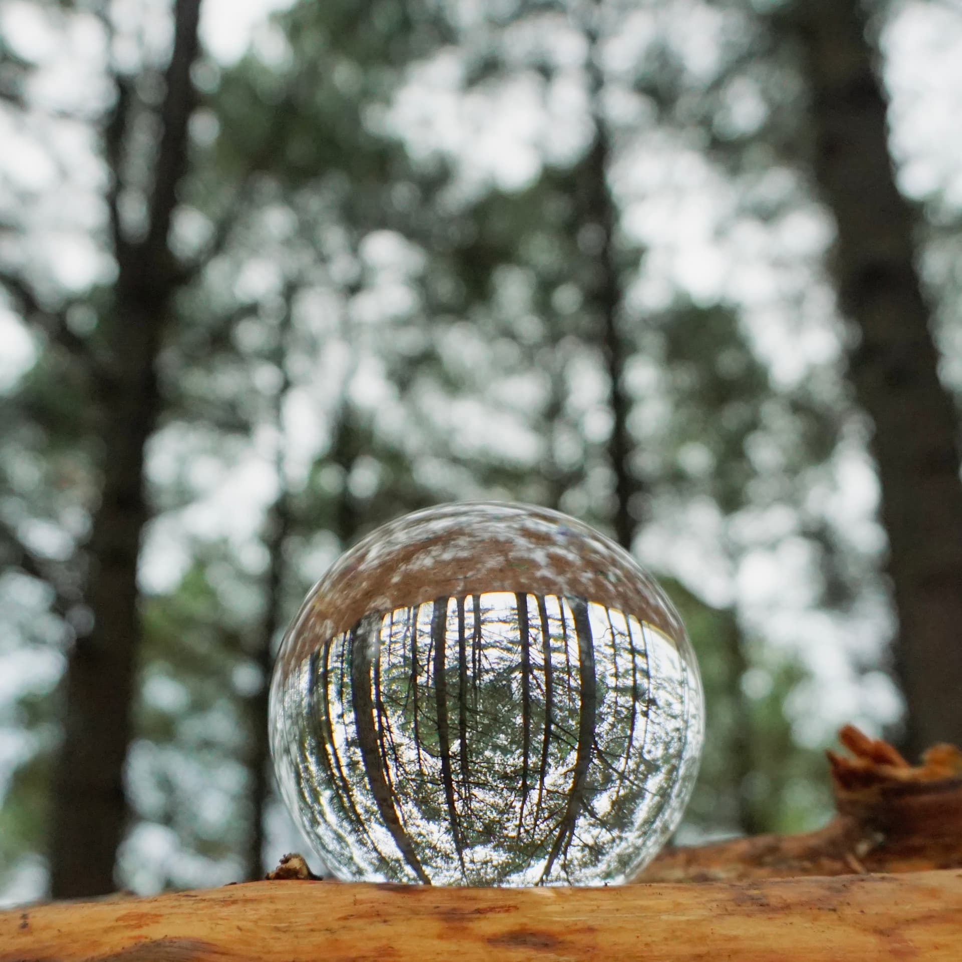 Lensball on fallen log — forest reflection with shallow depth of field