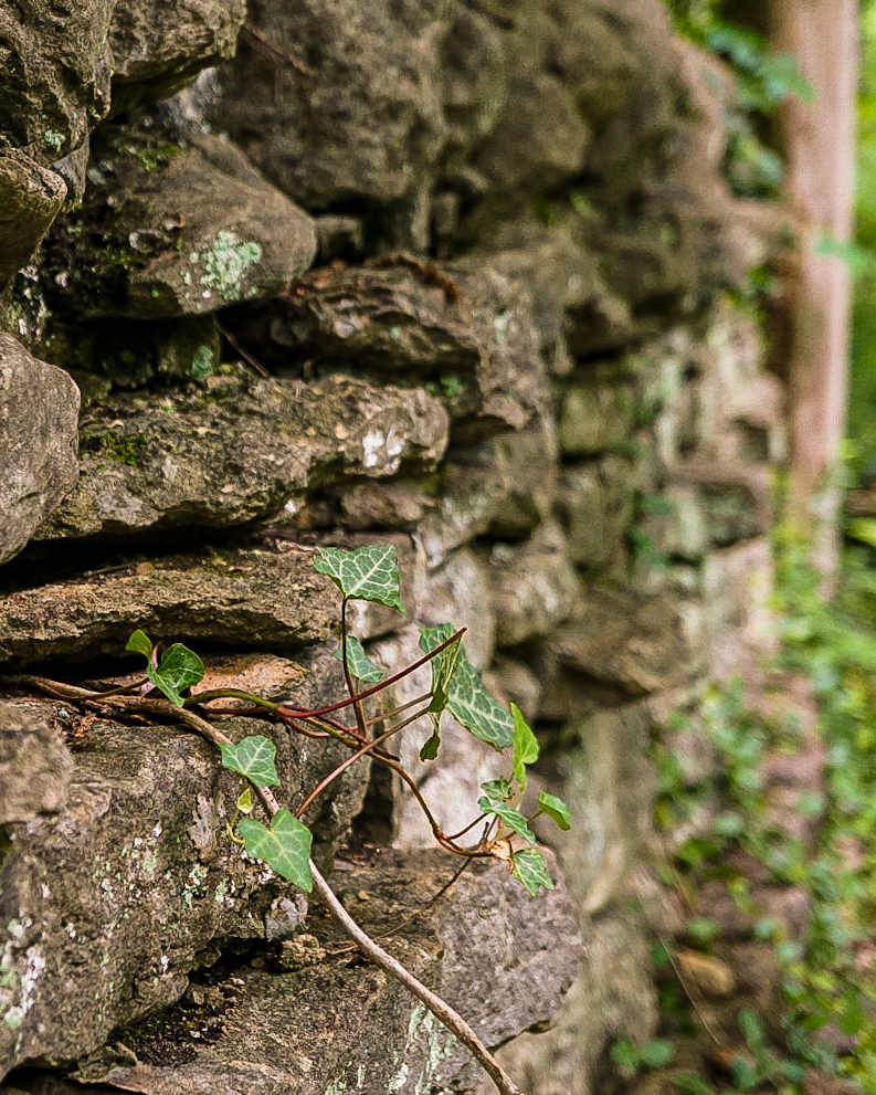 Dense ivy pressing into the gaps of an old fieldstone wall.