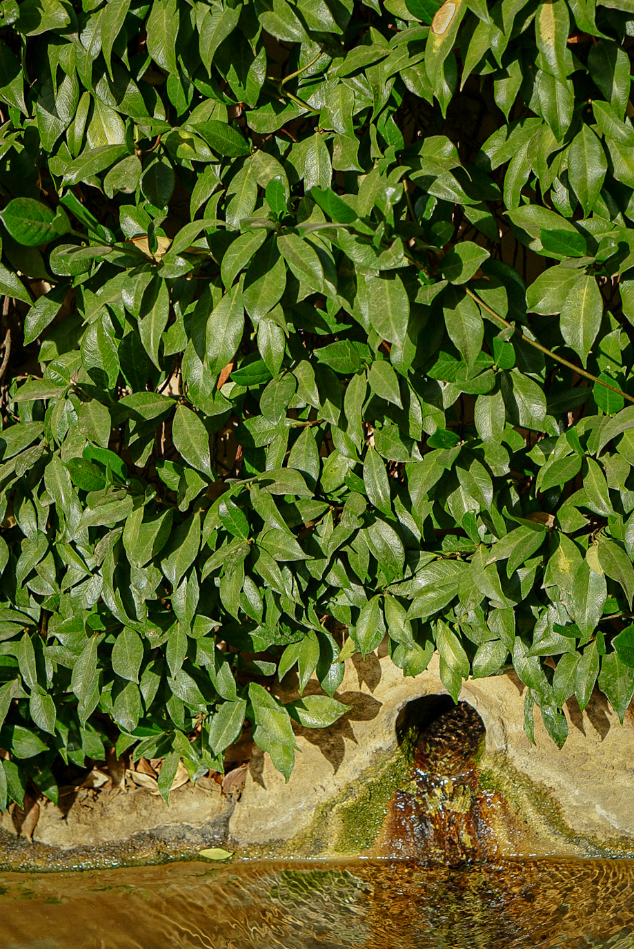 Wild hedge growing over a weathered stone water channel.