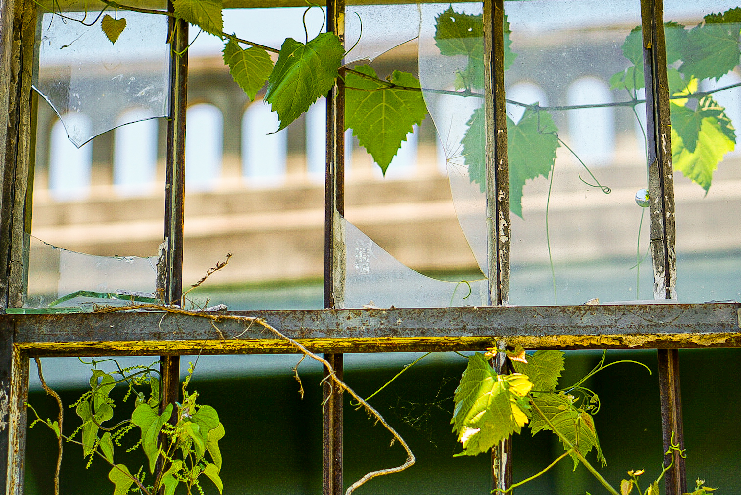 Broken Greenhouse Glass