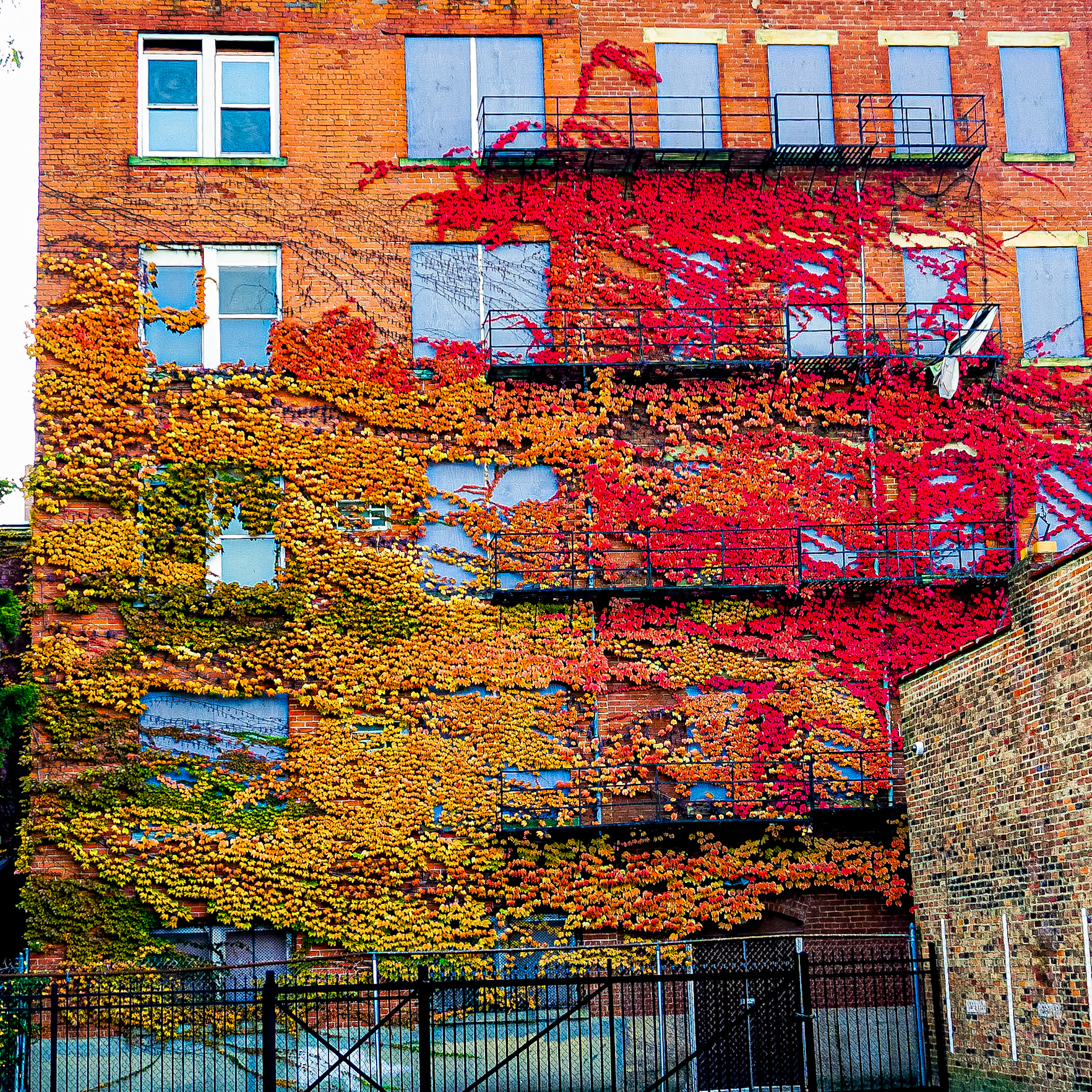 Autumn Ivy on Fire-Escape Facade