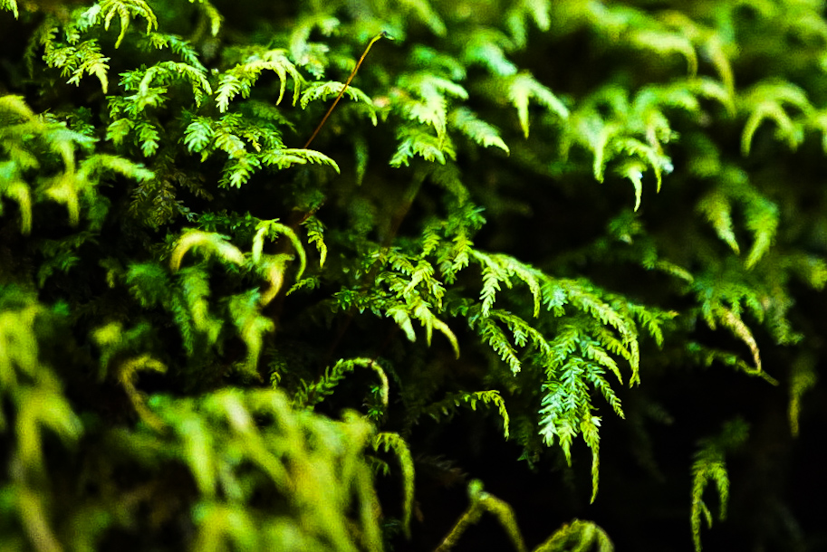 Unfurling fern fronds in a damp woodland understory.