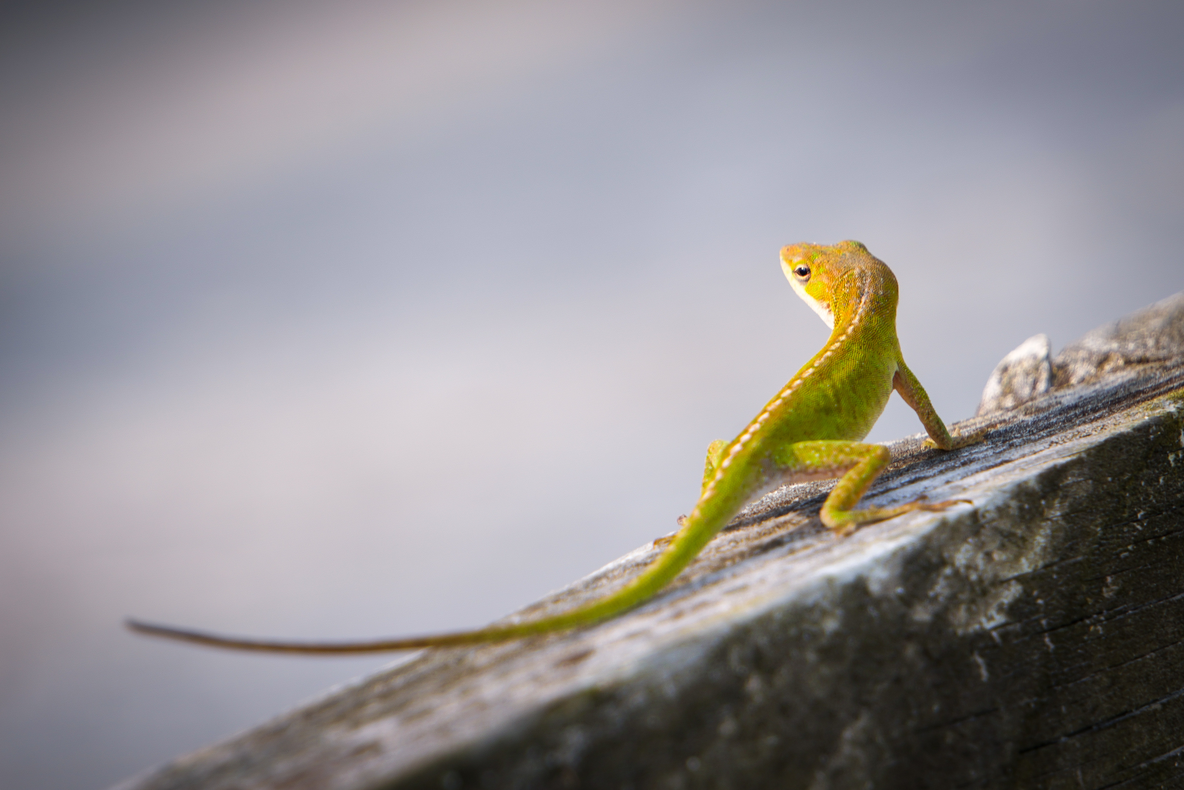 Green Anole
