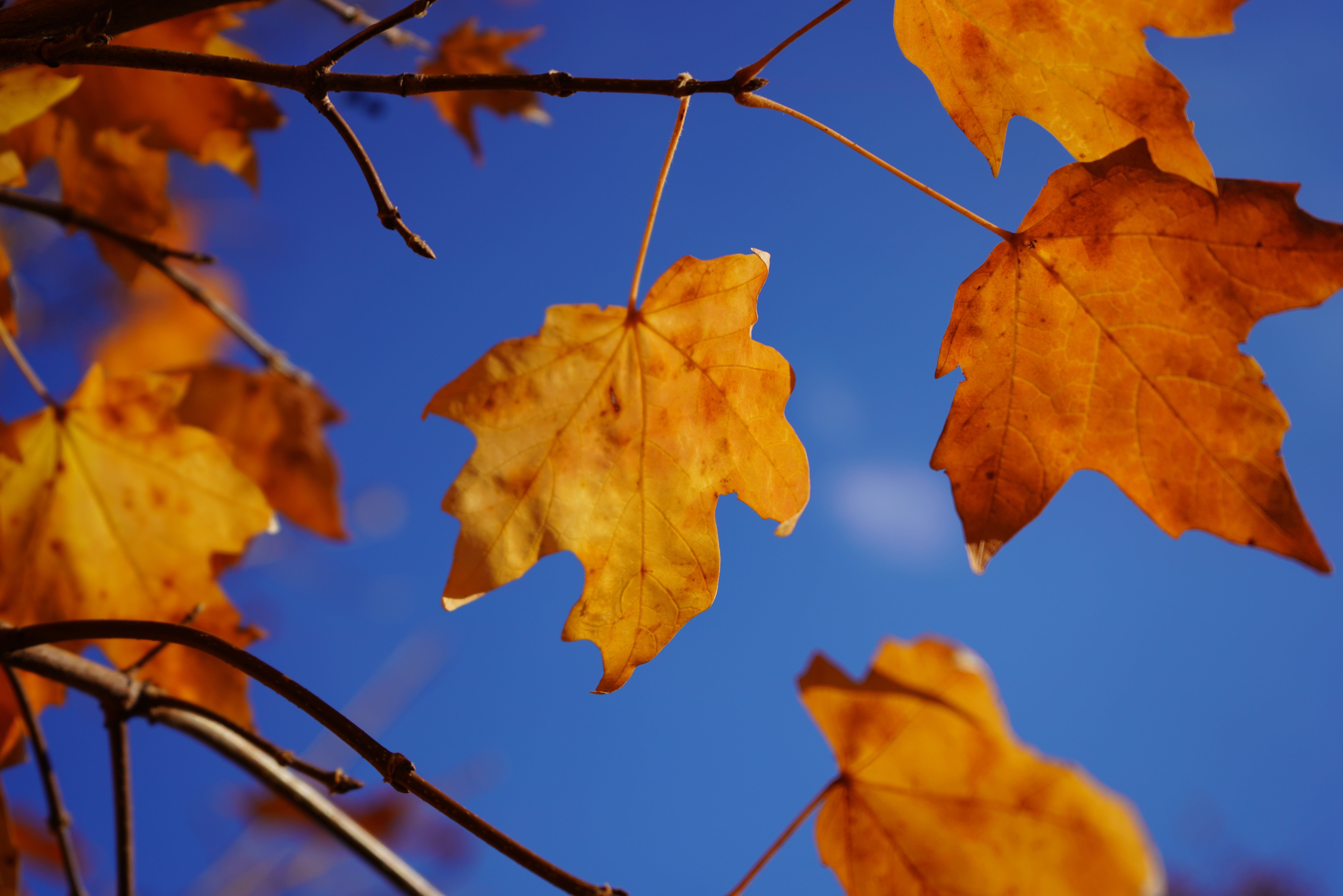 Vivid autumn maple leaves against an open blue sky.