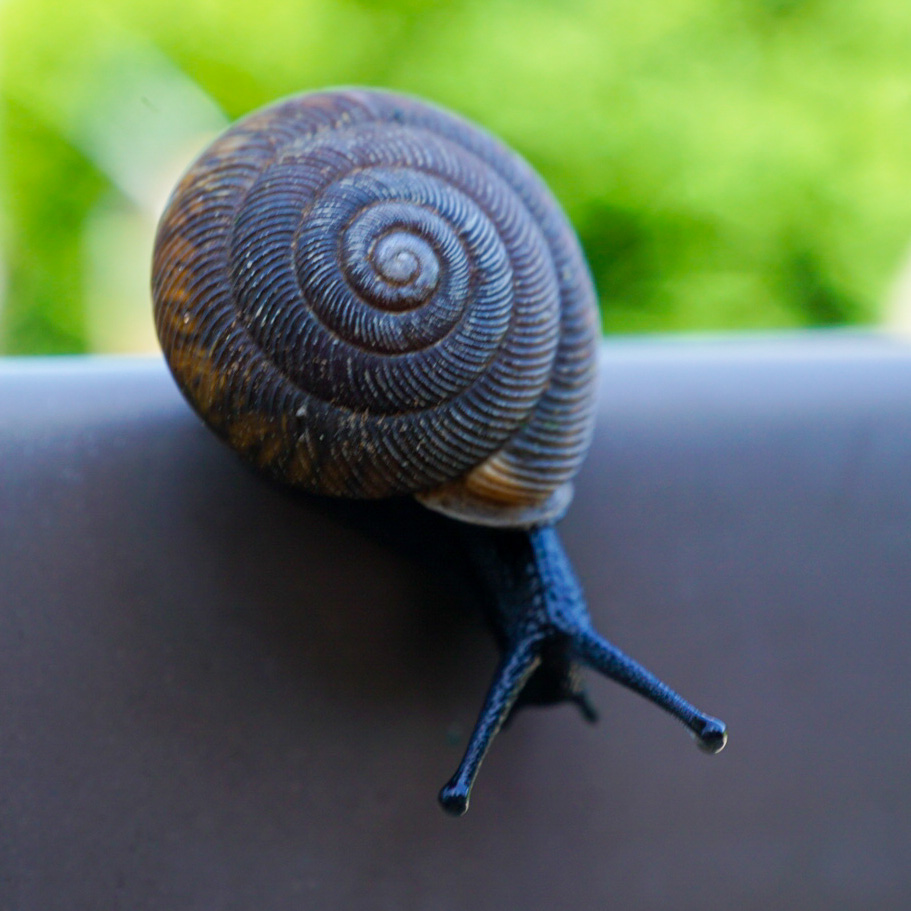 Garden Snail