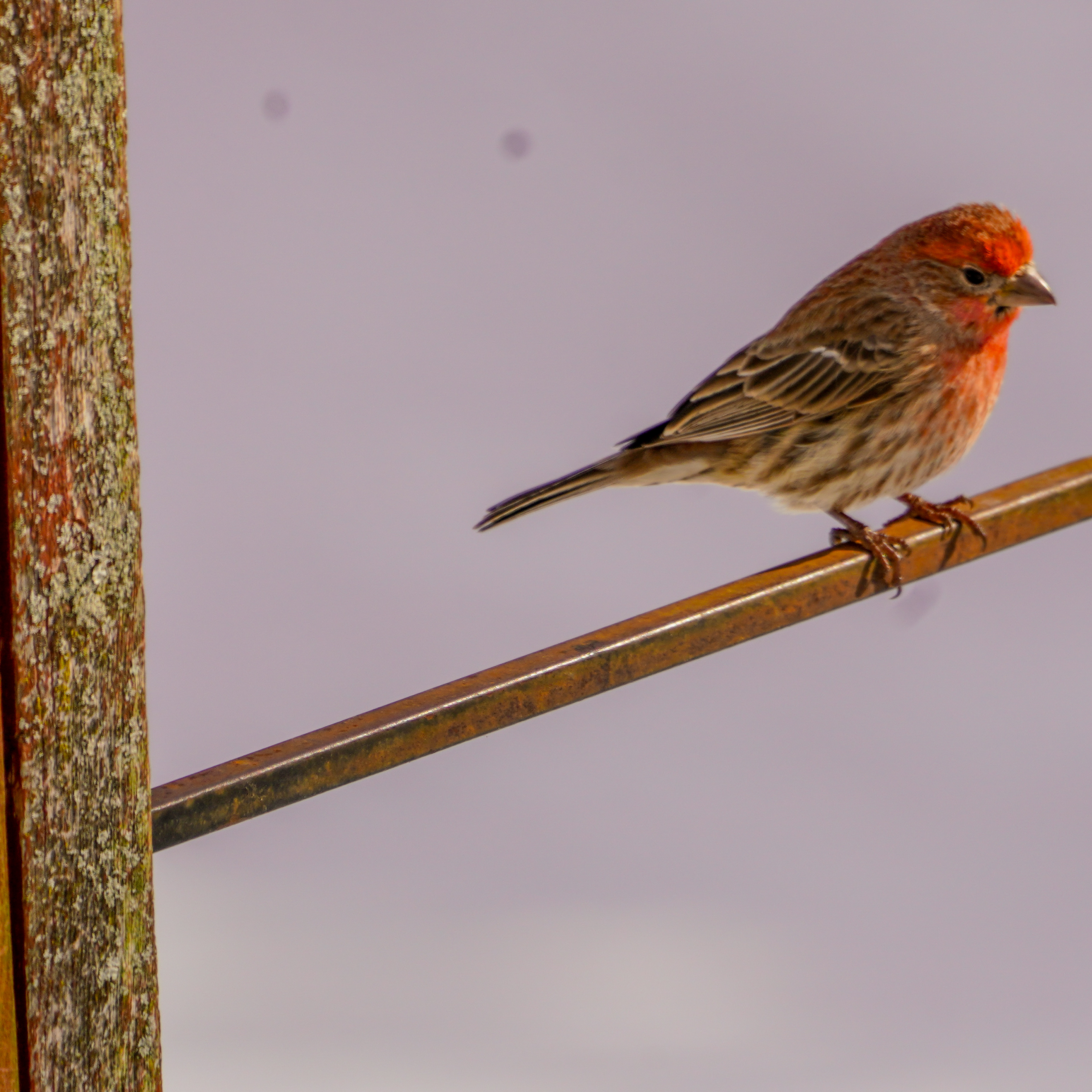 House Finch
