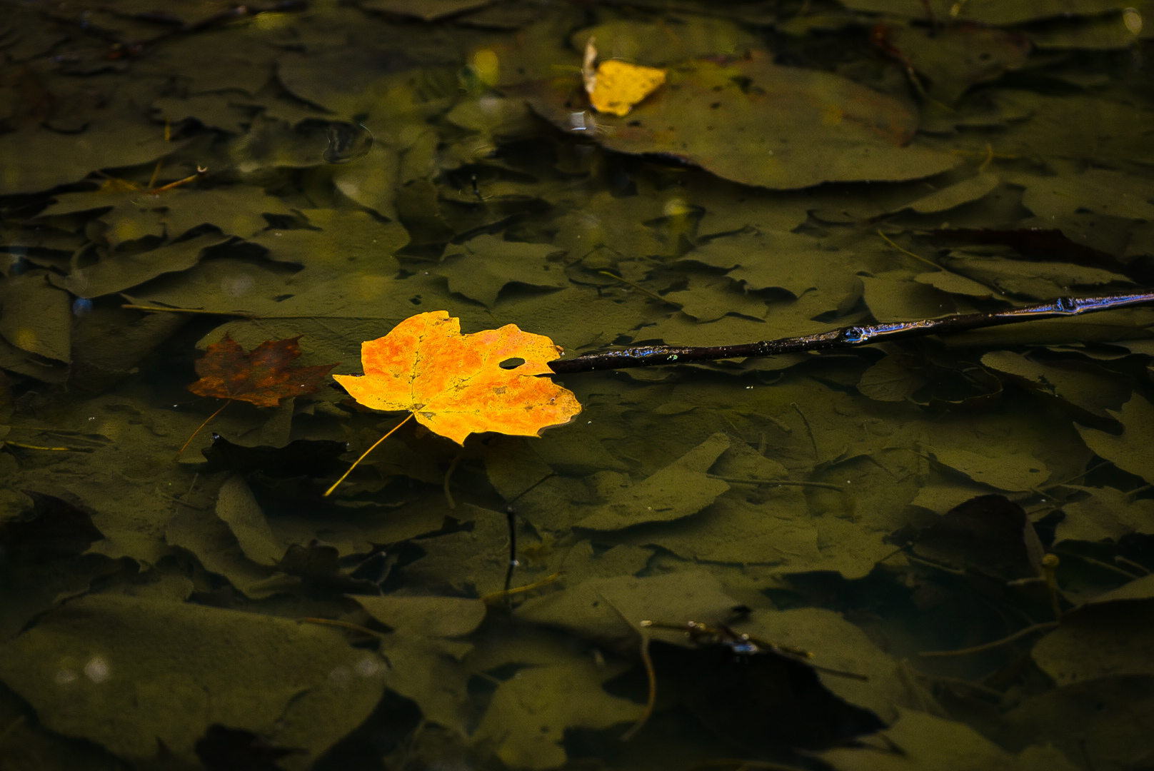 A single autumn leaf resting on lily pad surface.