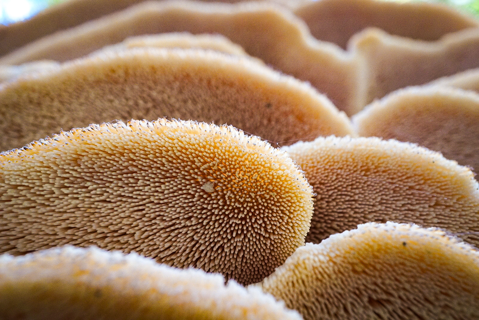 Close detail of a shelf fungus on an old hardwood log.