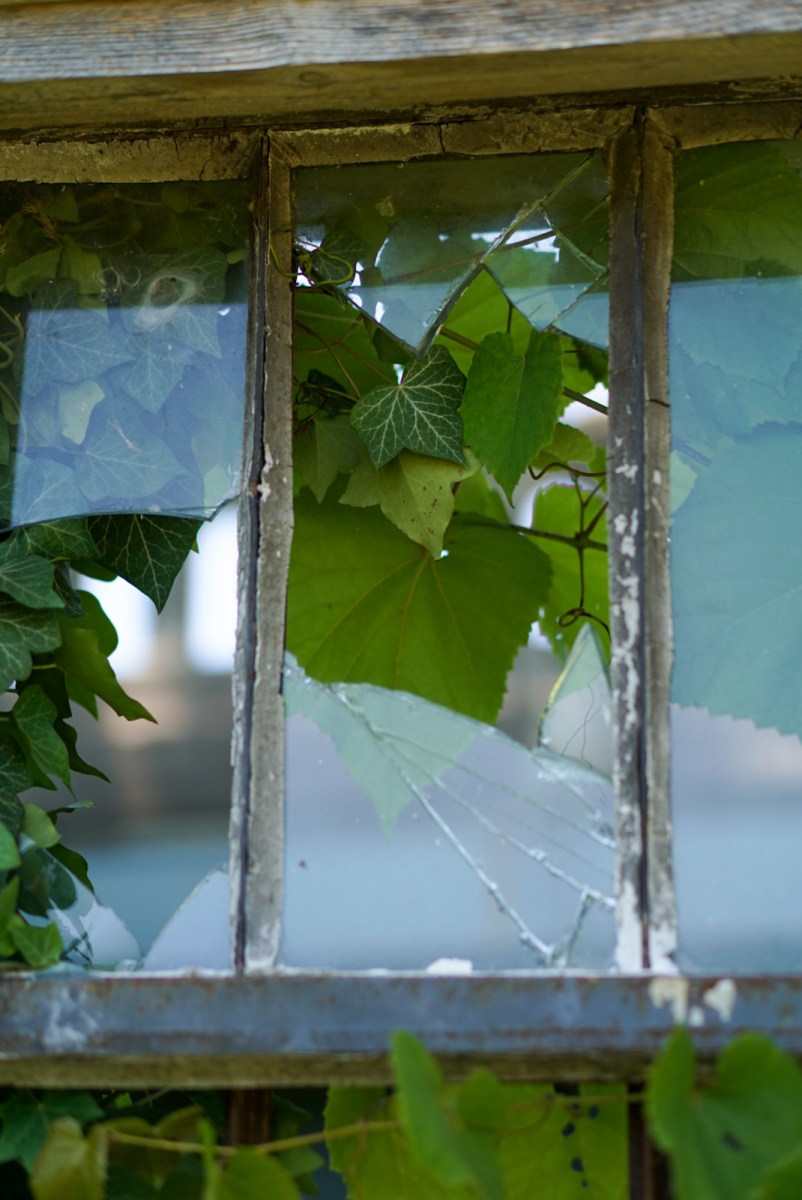 Ivy growing on a wall with broken window in Frankfort, KY