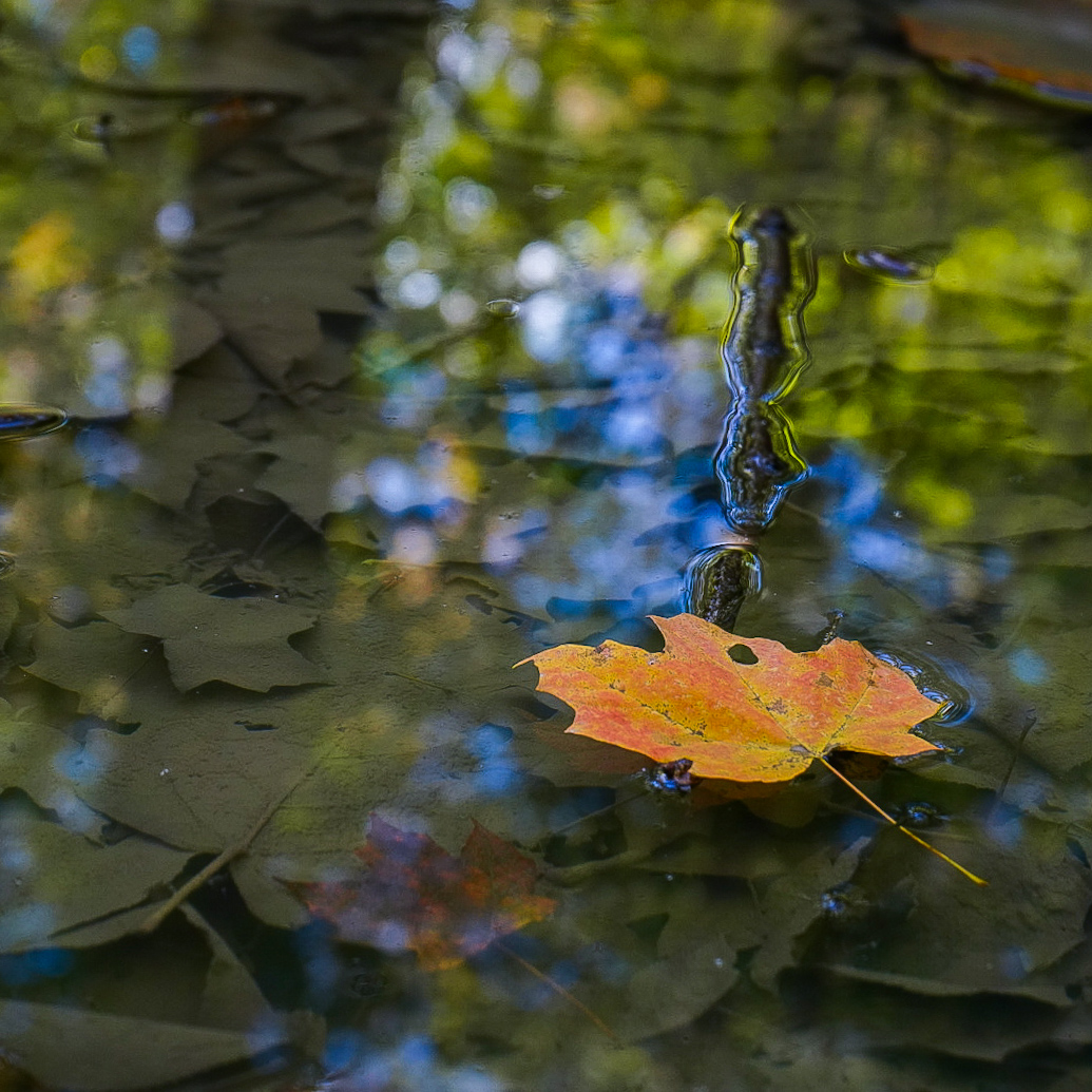 Maple on Still Water — Landscapes photography by Christopher Brenzel
