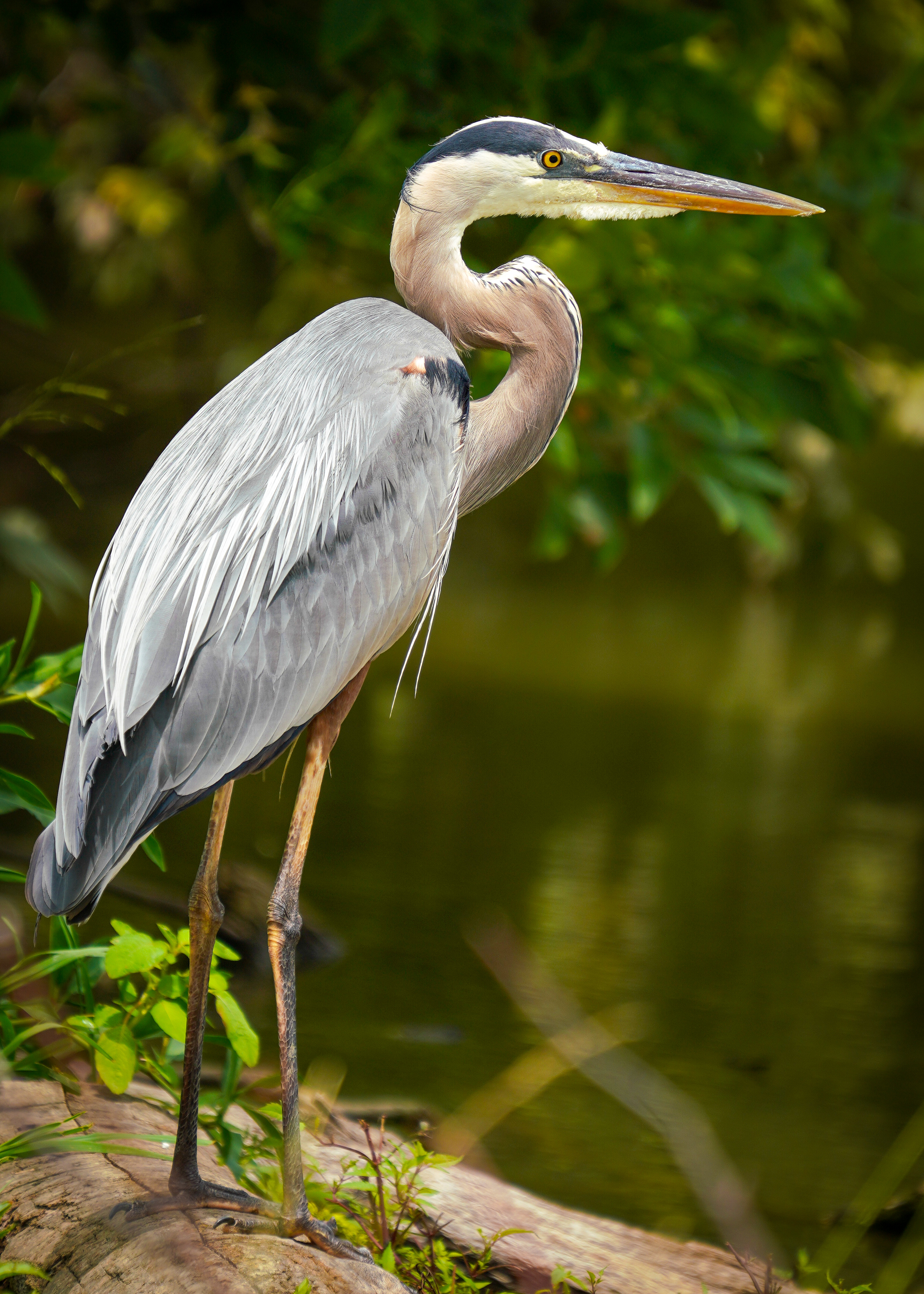 Great Blue Heron — Wildlife photography by Christopher Brenzel