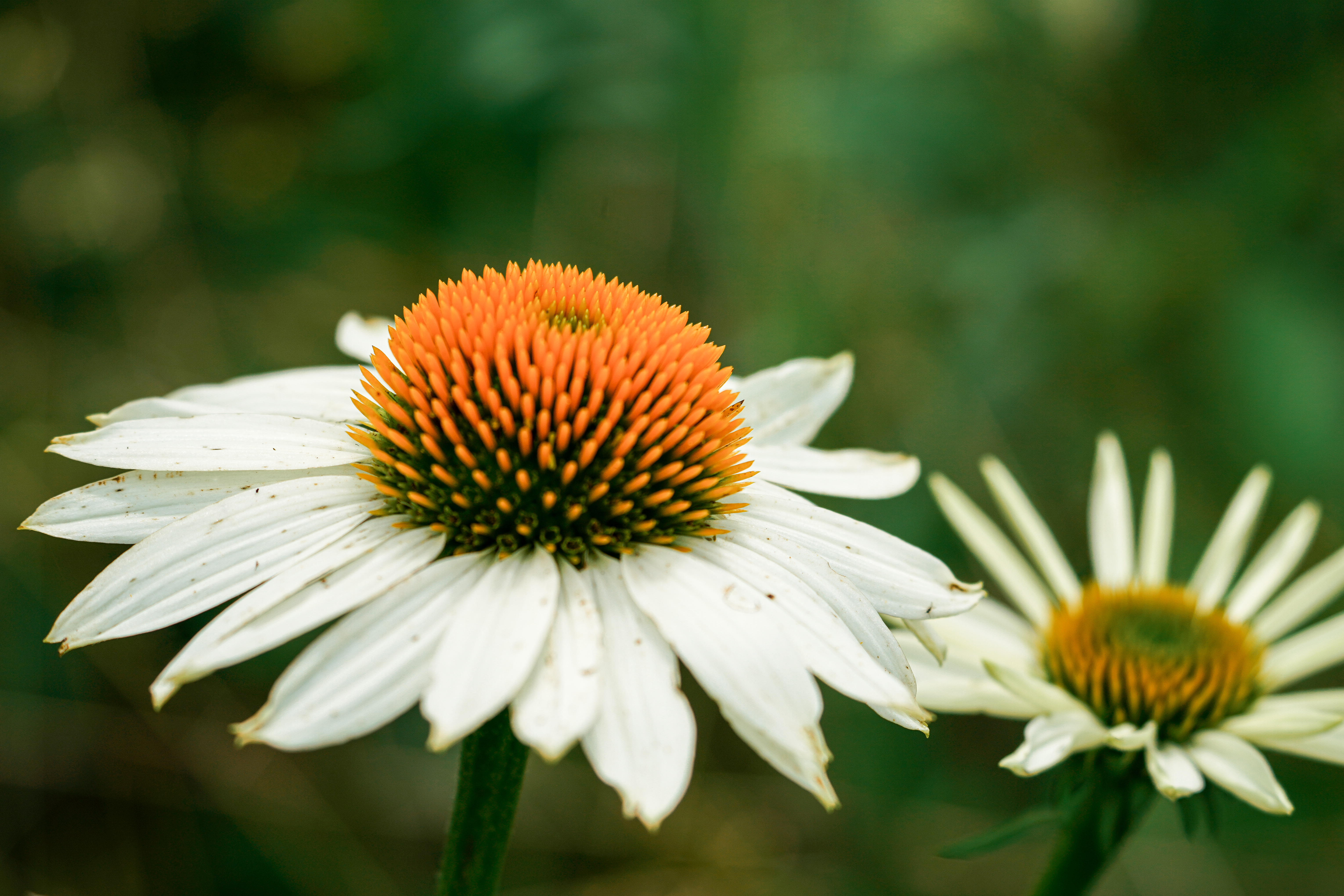 White Coneflower — Macro photography by Christopher Brenzel