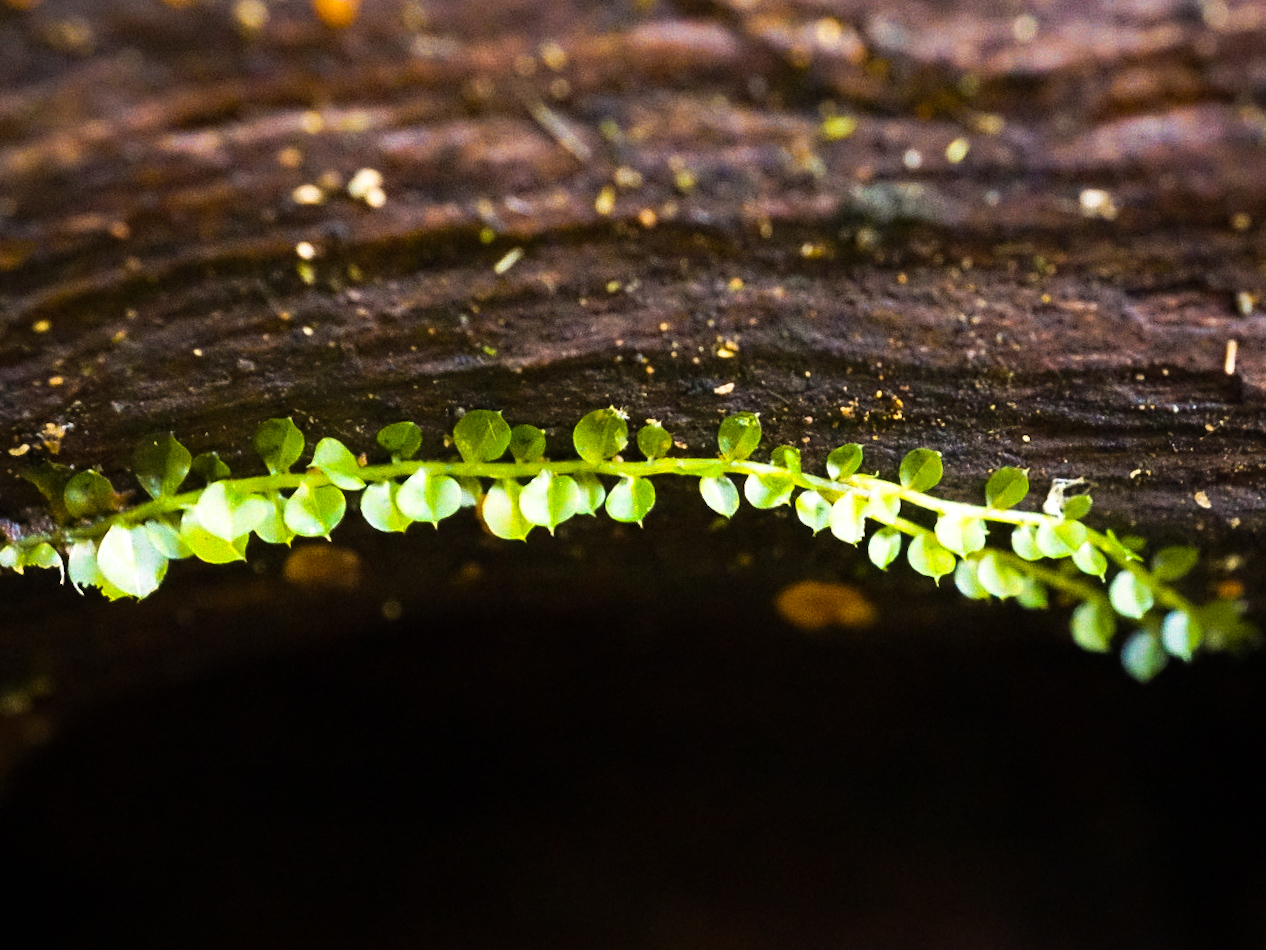 Backlit Forest Moss — Macro photography by Christopher Brenzel