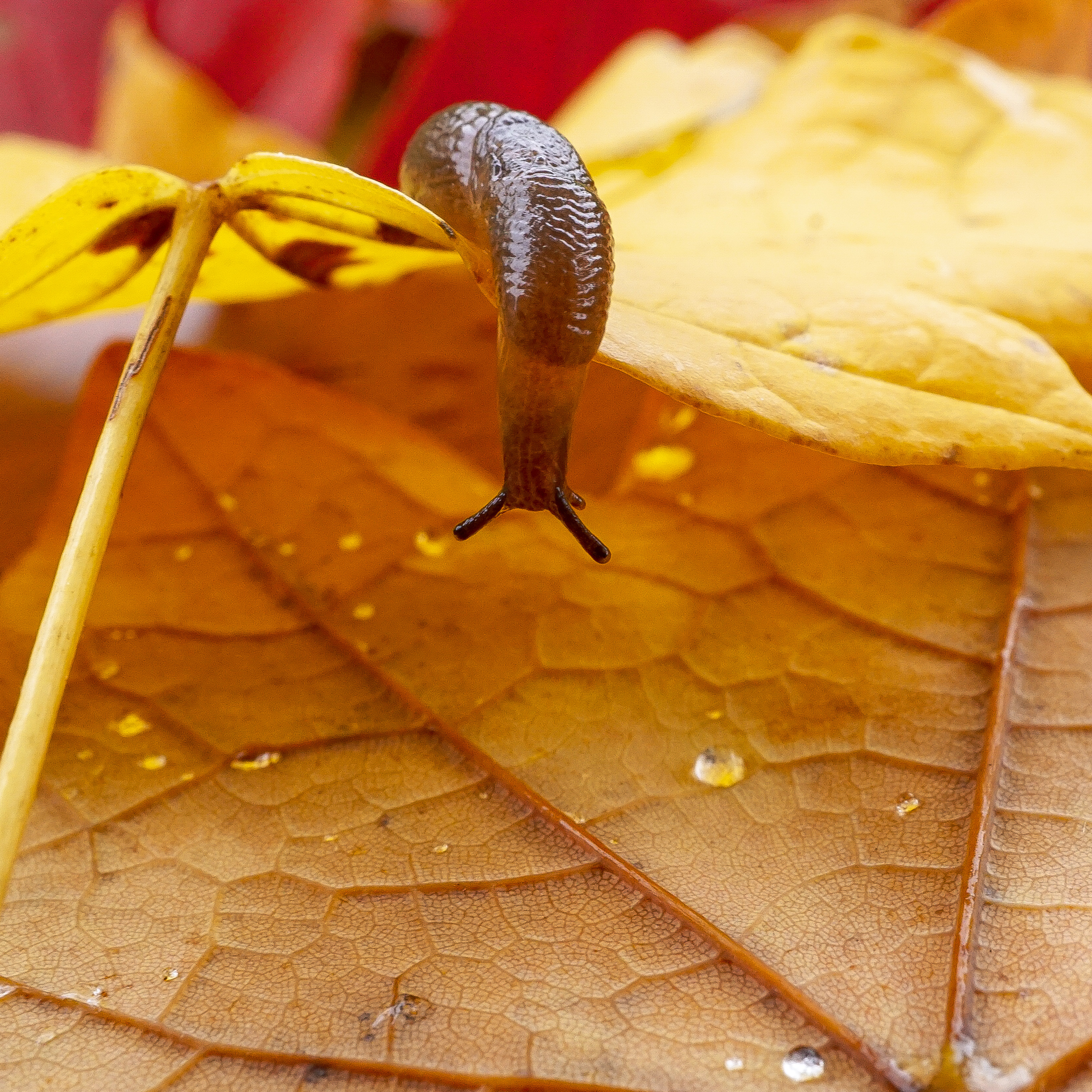 Leopard Slug — Macro photography by Christopher Brenzel