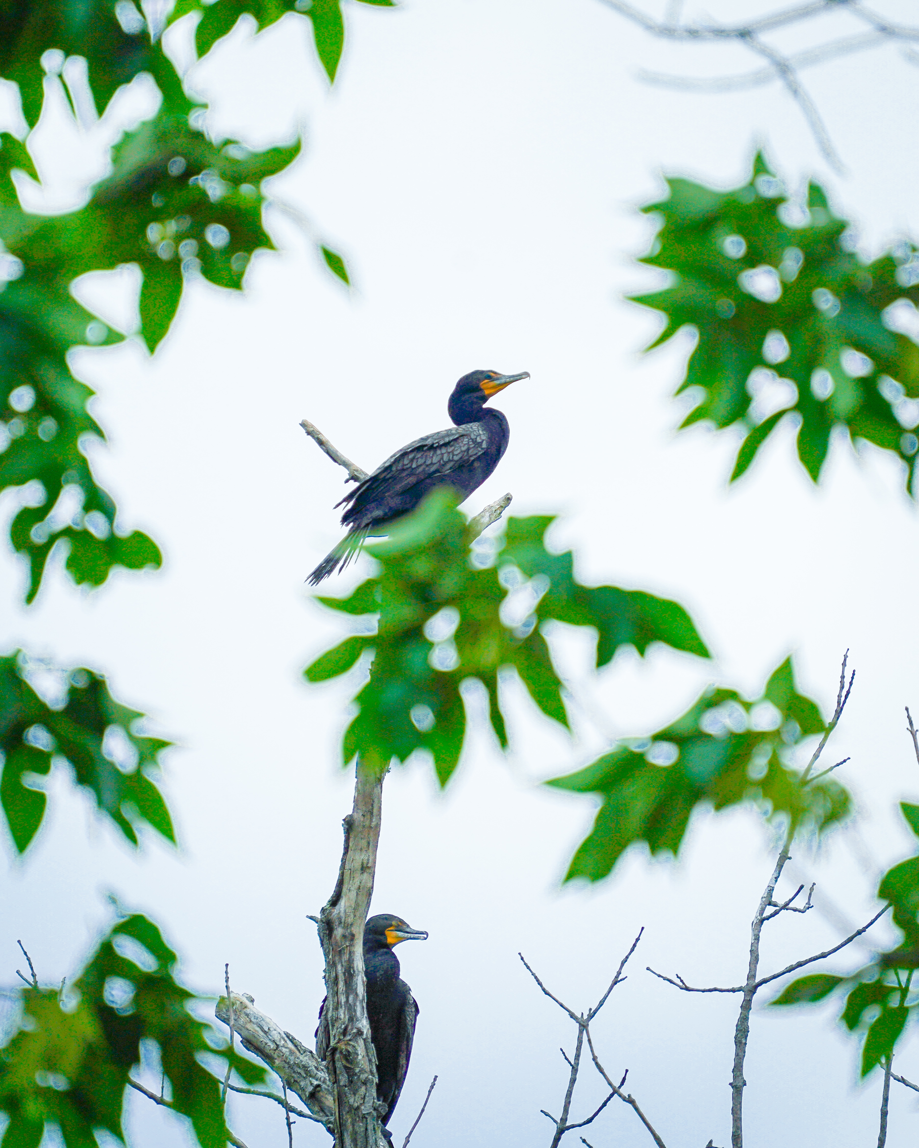 Two cormorants perched on bare branches against a grey sky, framed by sweetgum leaves.