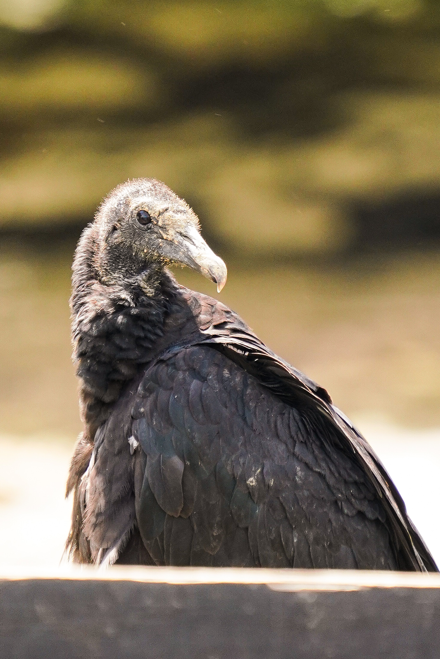 A juvenile black vulture staring directly at the camera, its pale beak sharp against dark feathers.