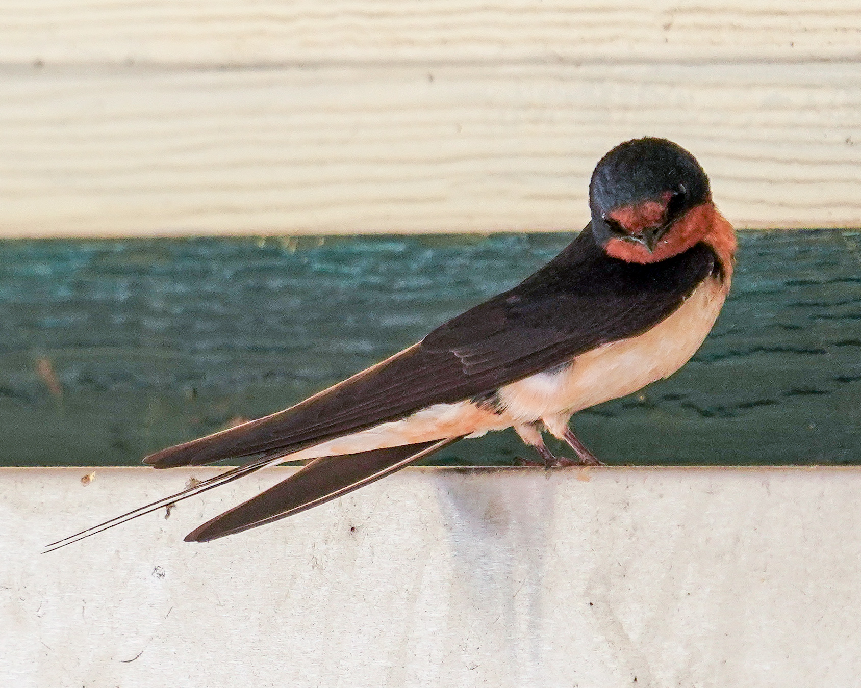 A barn swallow perched on a ledge, rust-red throat and deeply forked tail, crisp detail.