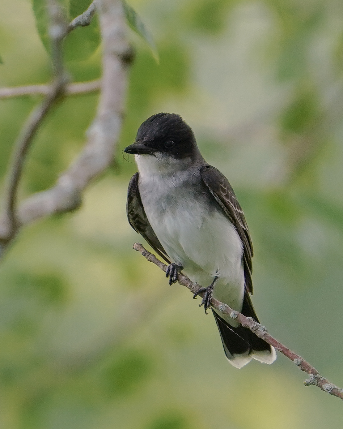 An eastern kingbird on a slender branch, black cap and white belly against soft green bokeh.