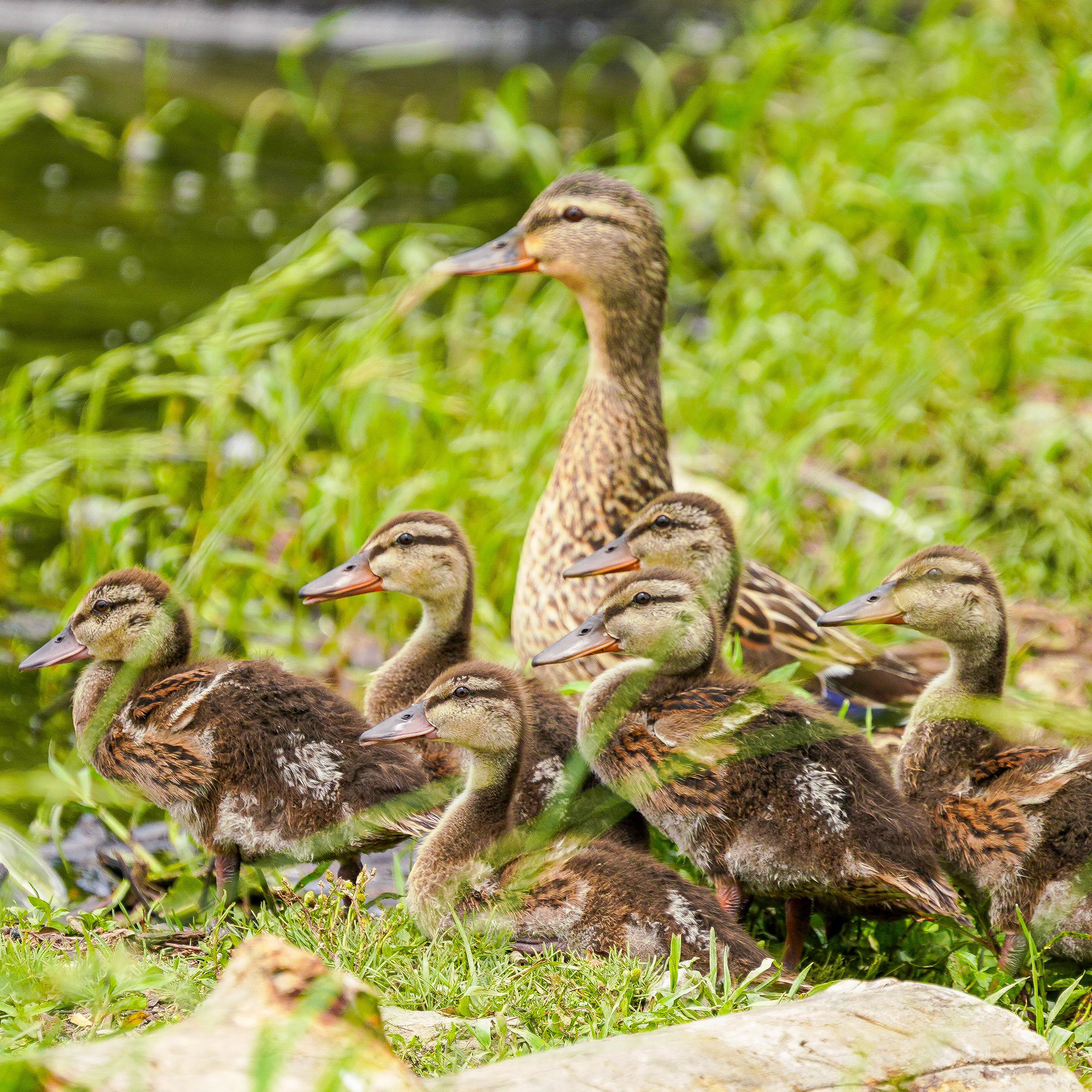 A mallard hen surrounded by a huddle of downy ducklings on a grassy bank above still water.