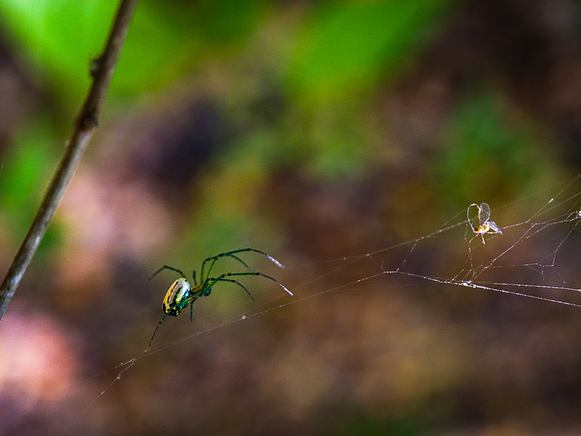 A metallic green-and-yellow orchard spider (Leucauge venusta) hanging on its web, a small captured fly wrapped in silk visible to the right.