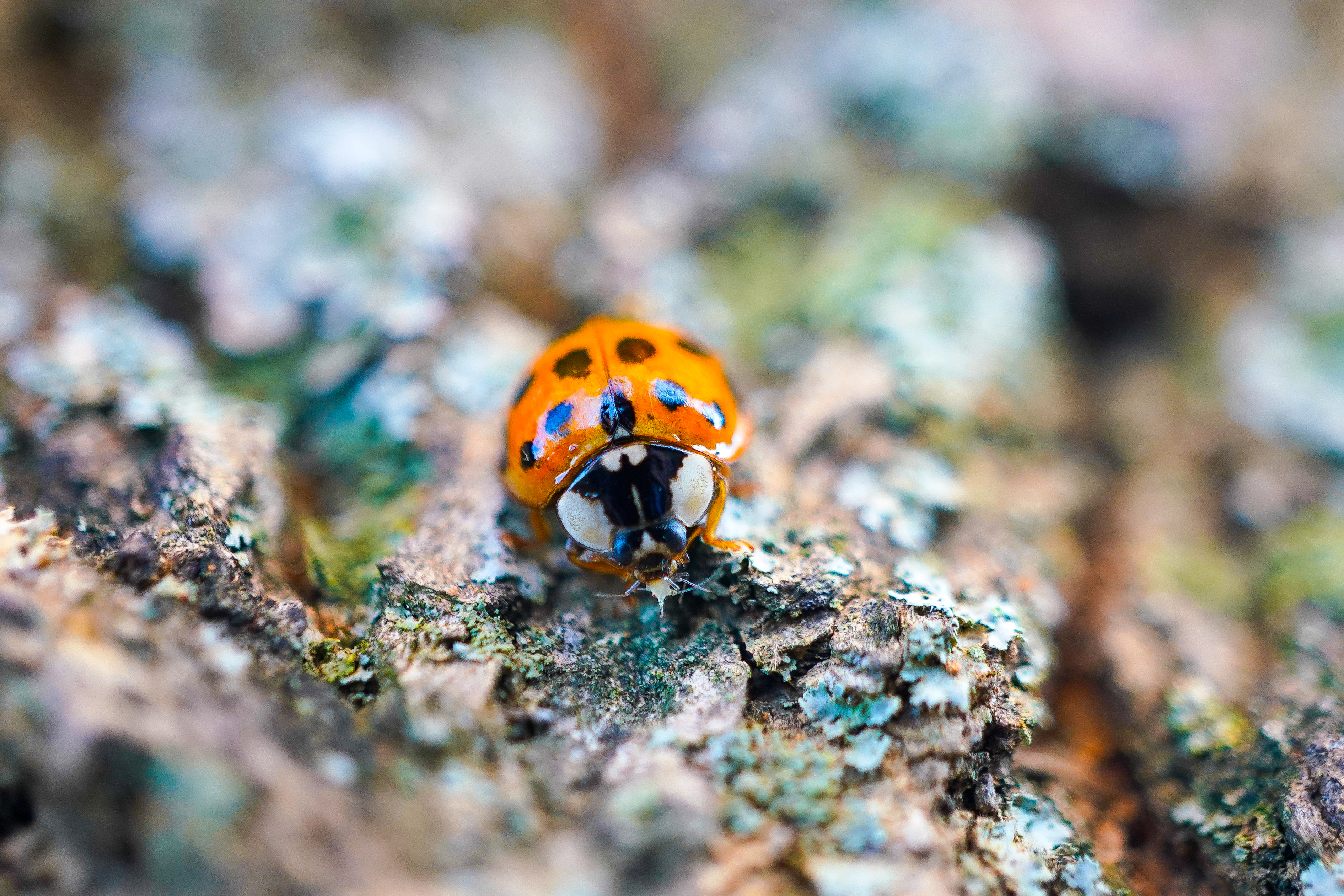 An orange ladybug with black spots crawling across lichen-crusted bark, viewed face-on.