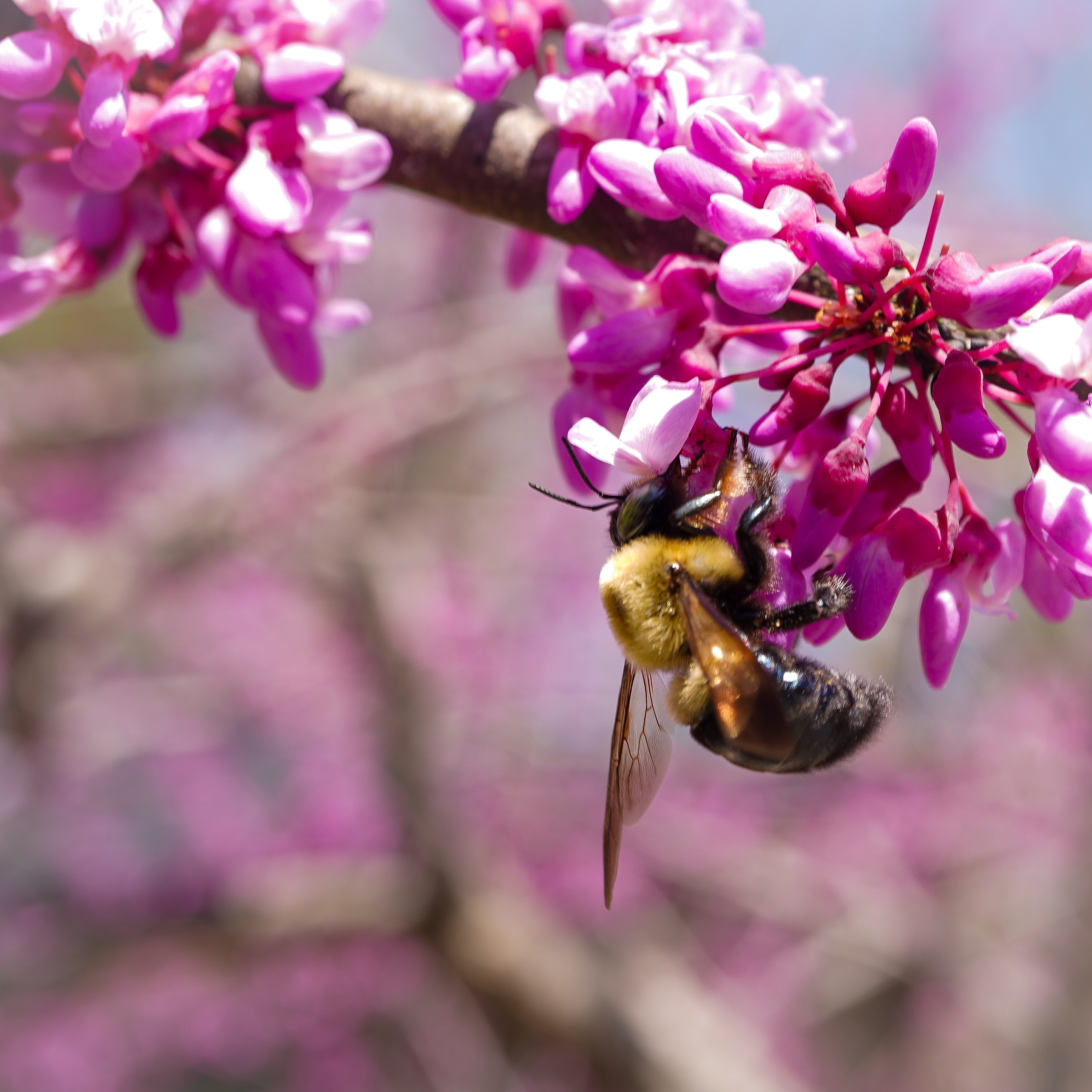 A bumblebee hanging from a cluster of vivid pink redbud blossoms in early spring.